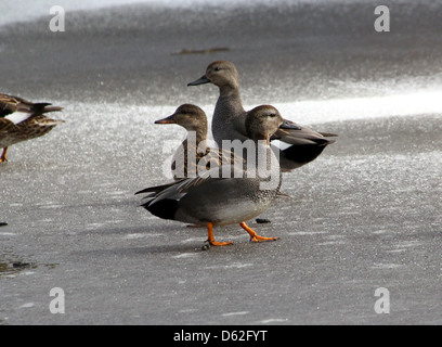 Gruppe von männlichen und weiblichen Gadwalls (Anas Strepera) inmitten der Winter, posiert auf dem Eis Stockfoto