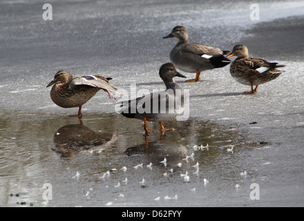 Gruppe von männlichen und weiblichen Gadwalls (Anas Strepera) inmitten der Winter, posiert auf dem Eis Stockfoto