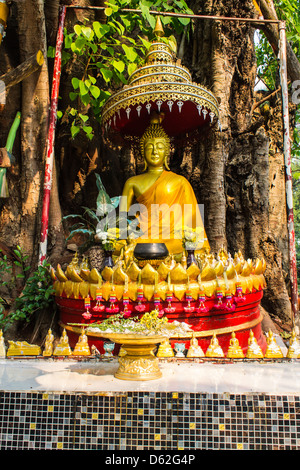 Buddha unter dem Bodhi-Baum Stockfoto