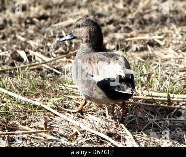 Männliche Gadwall (Anas Strepera) posiert auf dem land Stockfoto