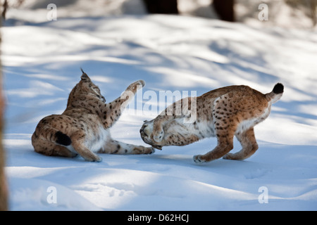 Paar der eurasische Luchs (Lynx Lynx), Unterart Carpathica im Schnee spielen. Deutschland, Bayern, Nationalpark Bayerischer Wald. Stockfoto
