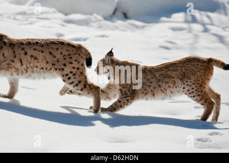 Paar der eurasische Luchs (Lynx Lynx), Unterart Carpathica im Schnee spielen. Deutschland, Bayern, Nationalpark Bayerischer Wald. Stockfoto