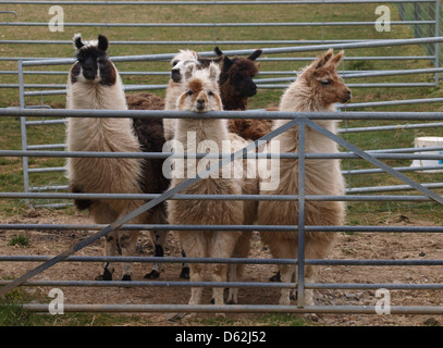 Lamas halten Stift auf einem Bauernhof, UK, 2013 Stockfoto