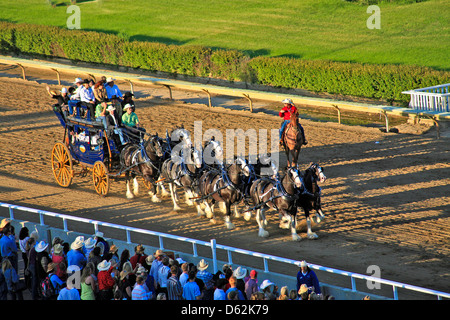 Chuckwagon Pferderennen in der Calgary Stampede in Calgary; Alberta; Kanada; Westkanada; Chuck Wagon Stockfoto