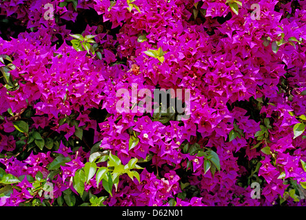 Rosa Bougainvillea Brachts Blume Blumen Stockfoto