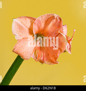 Einzelne Amaryllis Belladona (Hipperastrum) auf einem gelben Hintergrund Stockfoto