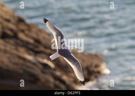 Rissa Tridactyla - Kittiwake im Flug über Felsen und Meer Stockfoto