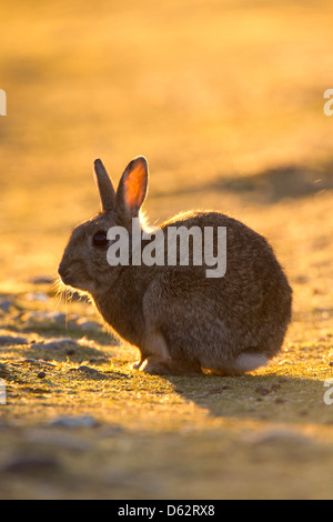 Oryctolagus Cuniculas - wilde Kaninchen sitzend, hinterleuchtete bei Sonnenuntergang Stockfoto