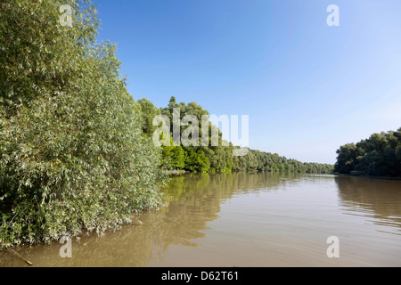 Gemencer Waldes im Nationalpark Danube-Drau, Ungarn Stockfoto