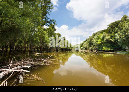 Gemencer Waldes im Nationalpark Danube-Drau, Ungarn Stockfoto