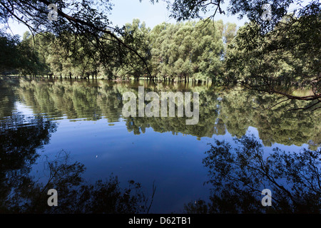 Gemencer Waldes im Nationalpark Danube-Drau, Ungarn Stockfoto