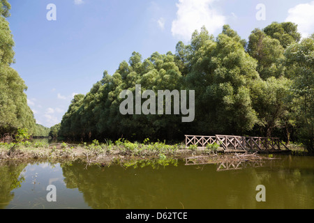 Gemencer Waldes im Nationalpark Danube-Drau, Ungarn Stockfoto