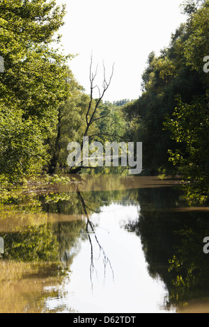 Gemencer Waldes im Nationalpark Danube-Drau, Ungarn Stockfoto