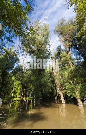 Gemencer Waldes im Nationalpark Danube-Drau, Ungarn Stockfoto