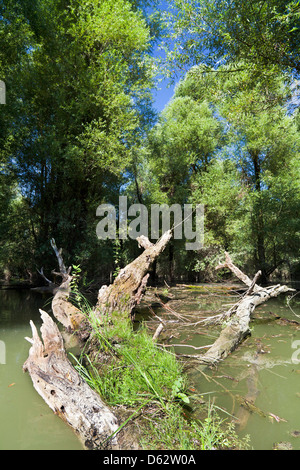 Gemencer Waldes im Nationalpark Danube-Drau, Ungarn Stockfoto