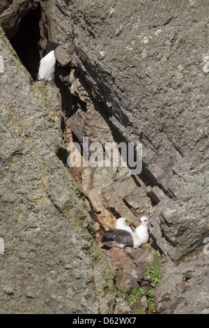 Alca Torda und Fulmarus Cyclopoida - ein paar Eissturmvögel sitzen auf der Klippe mit einem Tordalk über ihnen thront. Stockfoto