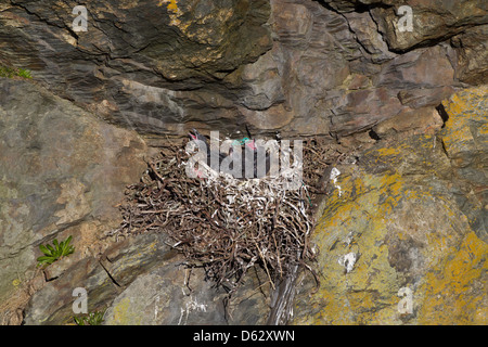 Corvus Corax - thront ein Rabe Nest auf der Klippe, mit vier Küken innerhalb zeigt ihre leuchtend roten Gape. Stockfoto