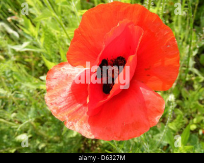 Dieses Bild zeigt ein lebhaftes Feld roter Mohnblumen in voller Blüte und unterstreicht die natürliche Schönheit der Landschaft im Frühling. Verfügbar zur kostenlosen Nutzung unter der öffentlichen Domain. Stockfoto