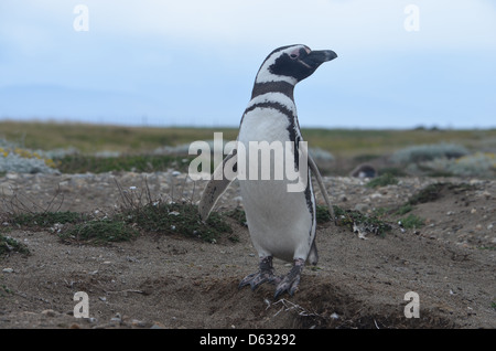 Magellan Pinguin der Seno Otway Kolonie, Punta Arenas, Chile Stockfoto