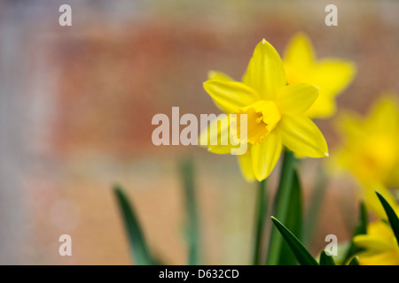 Narzisse Tete 'a' Tete Narzisse Blume Stockfoto