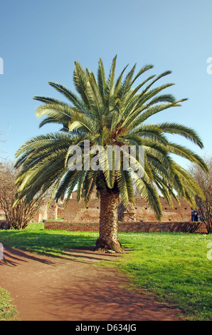 Palme und Ruinen am Palatin in Rom Stockfoto