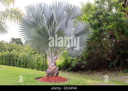 Bismarck-Palme oder Bismarckia ist eine monotypisch Gattung der blühende Pflanze in der Familie Palm. Dieser ist in Florida, USA Stockfoto