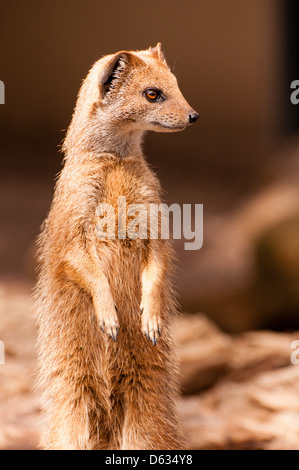 Tier im Londoner zoo Stockfoto