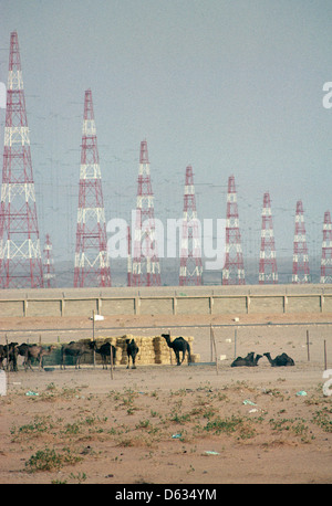Kamele weiden auf spärliche Vegetation in der Wüste in der Nähe von massiven Elektrische übertragung Pylonen am Stadtrand von Jeddah. Stockfoto