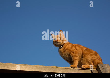 Ingwer Katze ausgewogen auf der Oberseite einen Zaun Stockfoto