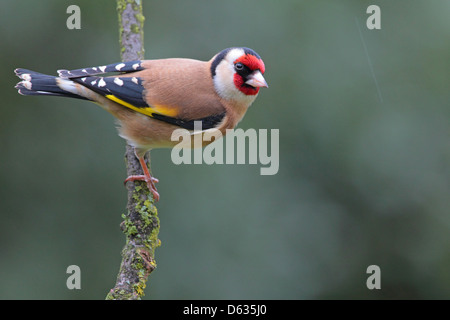 Erwachsenen europäischen Stieglitz Zuchtjahr Zuchtjahr in einem englischen Garten Stockfoto