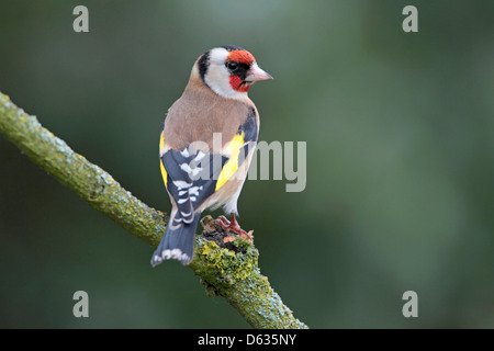 Erwachsenen europäischen Stieglitz Zuchtjahr Zuchtjahr in einem englischen Garten Stockfoto