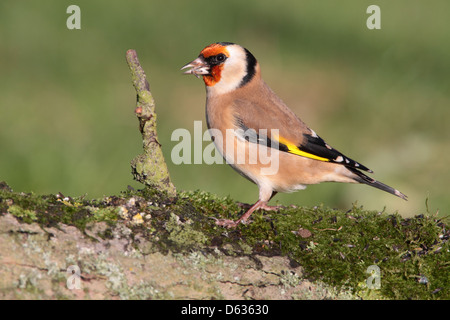 Erwachsenen europäischen Stieglitz Zuchtjahr Zuchtjahr in einem englischen Garten Stockfoto