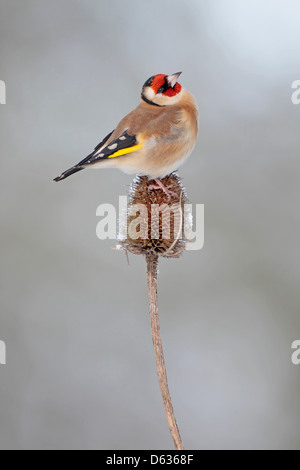 Männliche Europäische Goldfinch Zuchtjahr Zuchtjahr auf eine Karde in einem englischen Garten Stockfoto