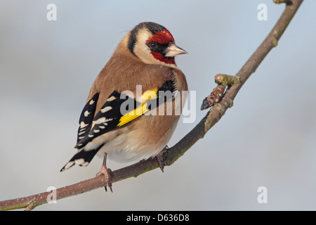 Erwachsenen europäischen Stieglitz Zuchtjahr Zuchtjahr in einem englischen Garten Stockfoto
