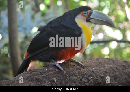 Südamerikanische Toucan im Merchant logo Parque das Aves Bird Park, Iguazu, Brasilien Stockfoto