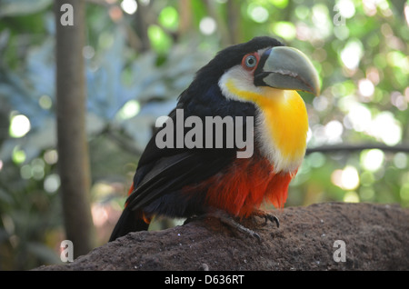 Südamerikanische Toucan im Merchant logo Parque das Aves Bird Park, Iguazu, Brasilien Stockfoto