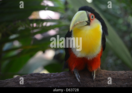 Südamerikanische Toucan im Merchant logo Parque das Aves Bird Park, Iguazu, Brasilien Stockfoto