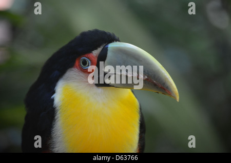 Südamerikanische Toucan im Merchant logo Parque das Aves Bird Park, Iguazu, Brasilien Stockfoto