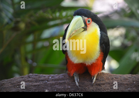 Südamerikanische Toucan im Merchant logo Parque das Aves Bird Park, Iguazu, Brasilien Stockfoto