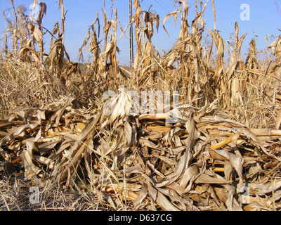 Getrocknete Maisstängel stehen während des Herbstes auf einem Feld, eine visuelle Erinnerung an die Erntezeit. Ihr verwittertes Aussehen steht im Kontrast zu den lebhaften Farben des Herbstblatts. Stockfoto