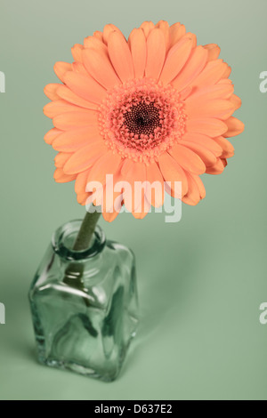 Die Gerbera in Glasvase auf grünem Hintergrund Stockfoto