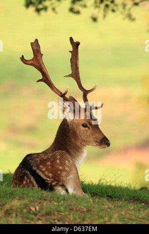 Damhirsch ruhen Stockfoto