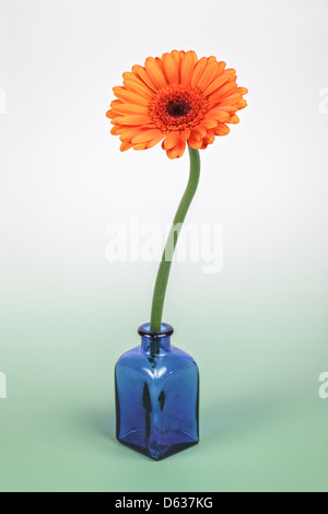 Orange single Gerbera in blauem Glas Flasche Stockfoto