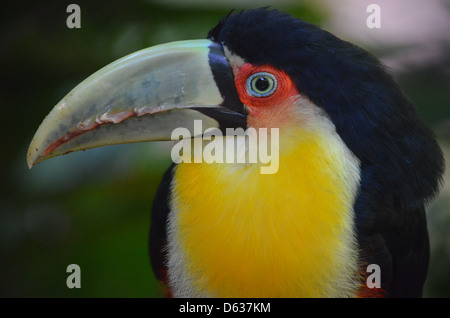 Südamerikanische Toucan im Merchant logo Parque das Aves Bird Park, Iguazu, Brasilien Stockfoto