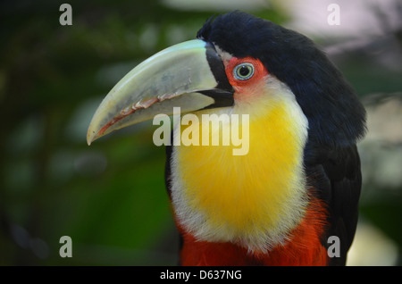 Südamerikanische Toucan im Merchant logo Parque das Aves Bird Park, Iguazu, Brasilien Stockfoto