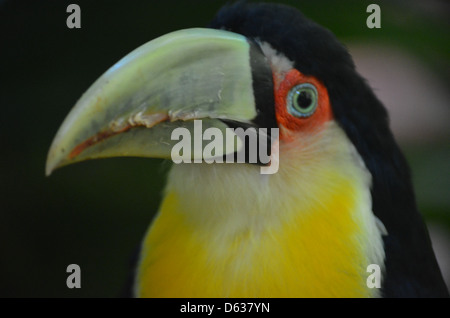 Südamerikanische Toucan im Merchant logo Parque das Aves Bird Park, Iguazu, Brasilien Stockfoto