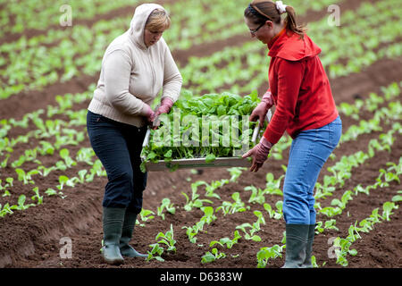 Chinesische Kohlpflanzen auf dem Feld, Tschechischer Bauer Stockfoto