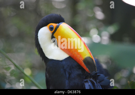 Südamerikanische Toucan im Merchant logo Parque das Aves Bird Park, Iguazu, Brasilien Stockfoto