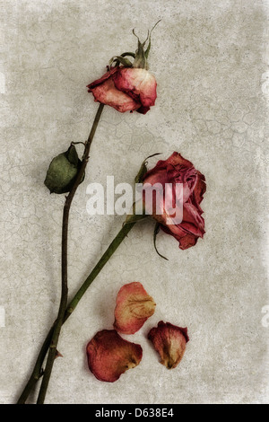 Getrocknete Rosen auf strukturierten Hintergrund Stockfoto