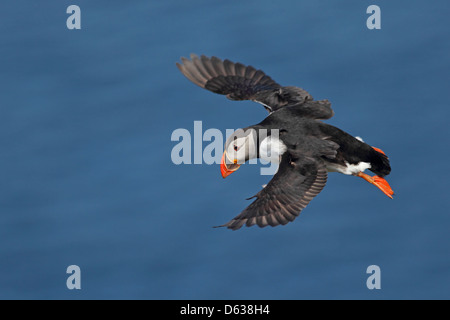 Adult Atlantik Papageitaucher Fratercula Arctica auf Shetland, Scotland, UK Stockfoto